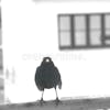 The Birdman of Clapham North