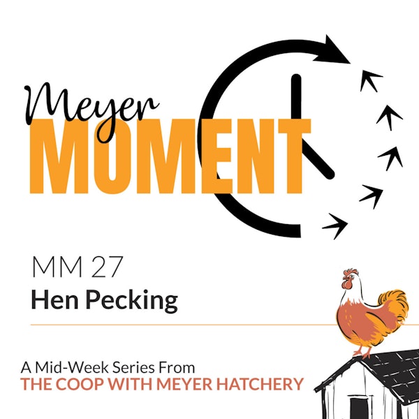 Meyer Moment: Hen Pecking