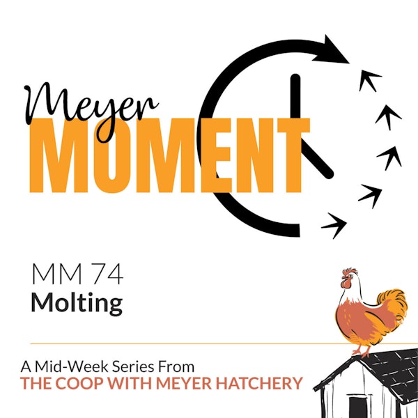 Meyer Moment: Molting