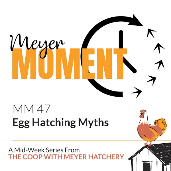 Meyer Moment: Egg Hatching Myths