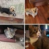 Pet Lovers (I love my boys: Mr. Jitters, Lucky, Hunter, and Streetz)