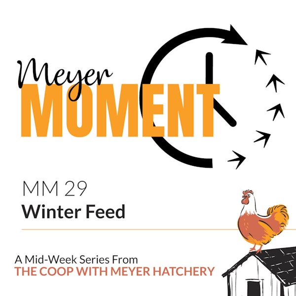 Meyer Moment: Winter Feed