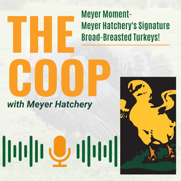 Introducing Meyer Hatchery's New Signature Broad-Breasted Turkeys!