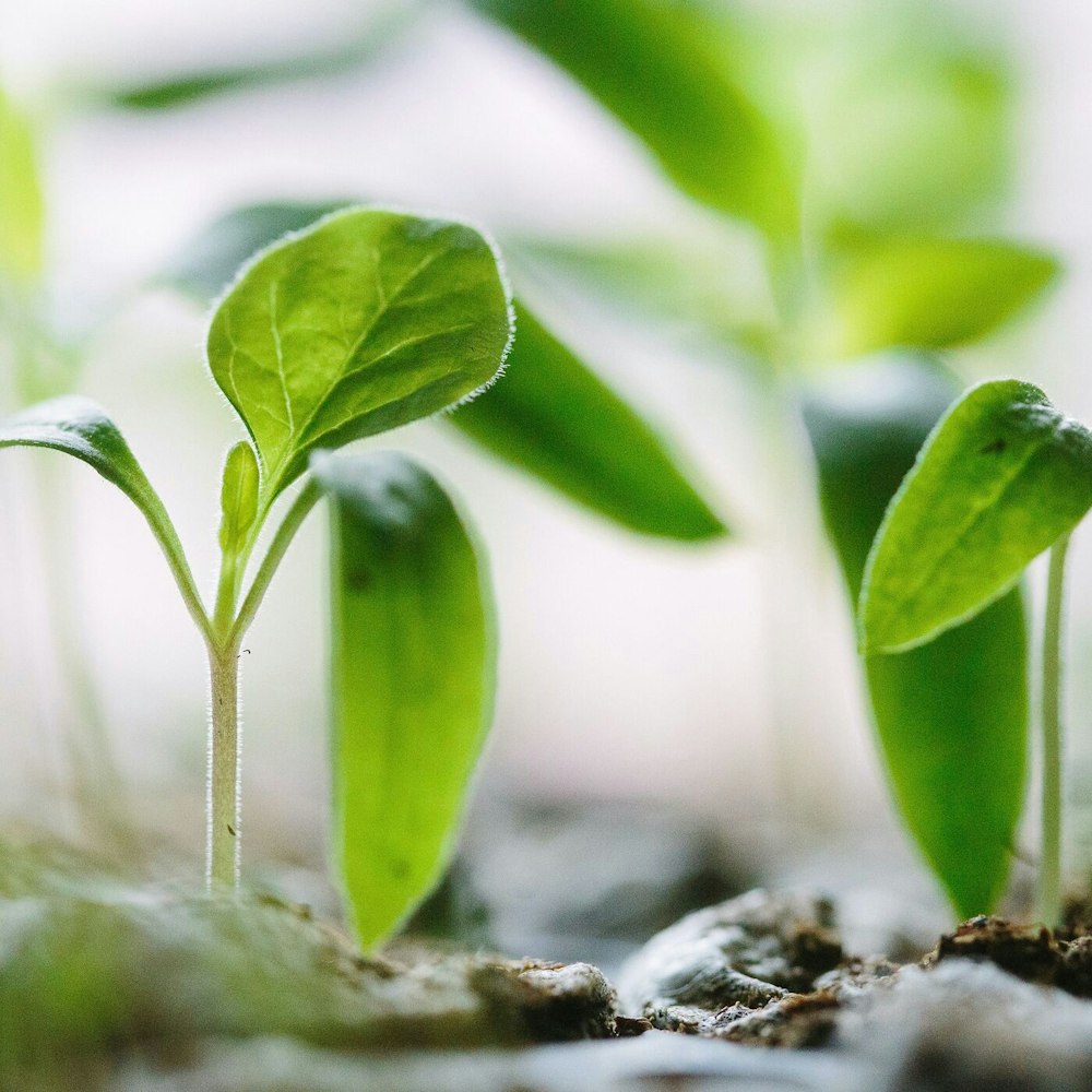 3 Keys to Sustainable Growth - Part 3