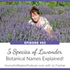 AWP 022:  5 Species of Lavender - Botanical Names Explained!