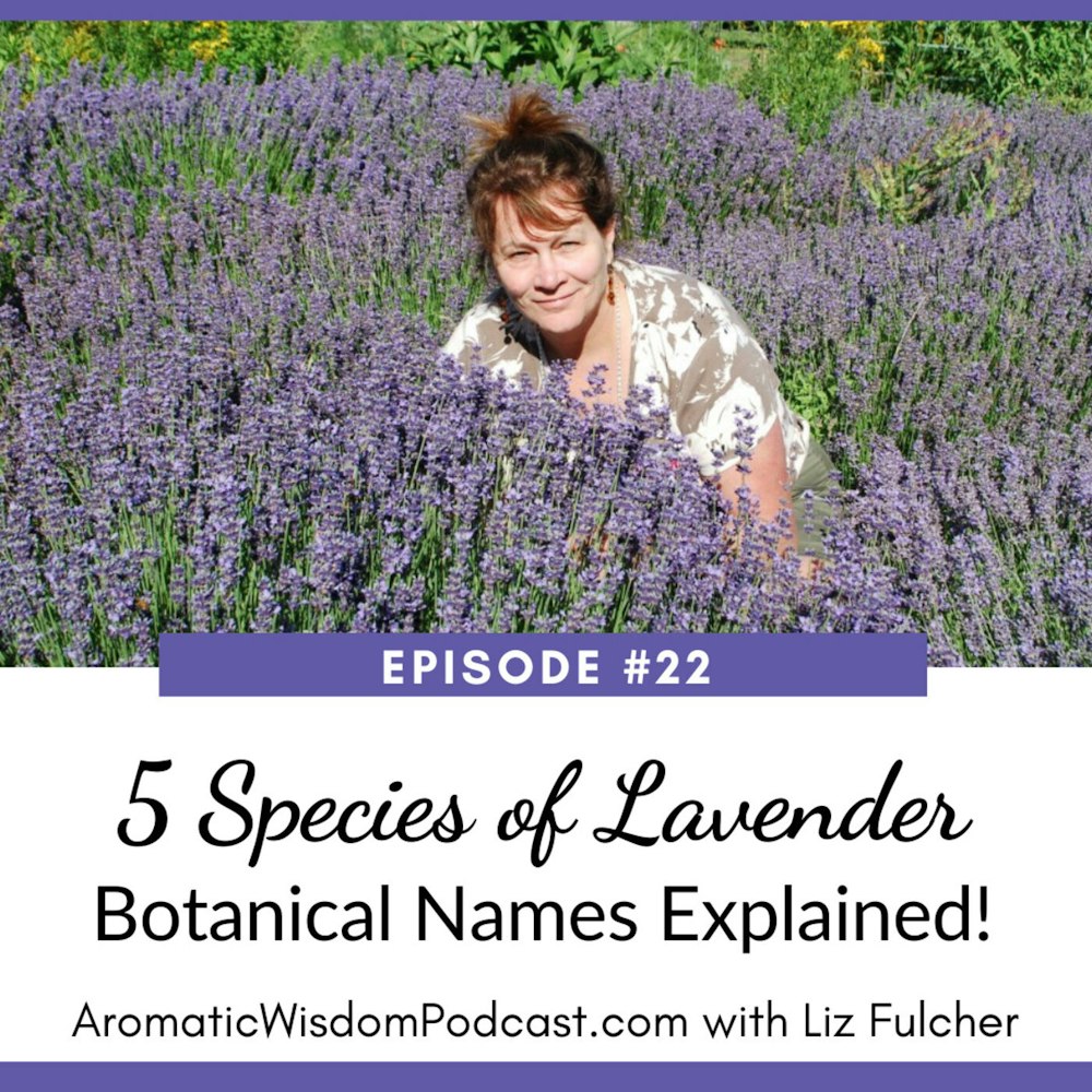 AWP 022:  5 Species of Lavender - Botanical Names Explained!