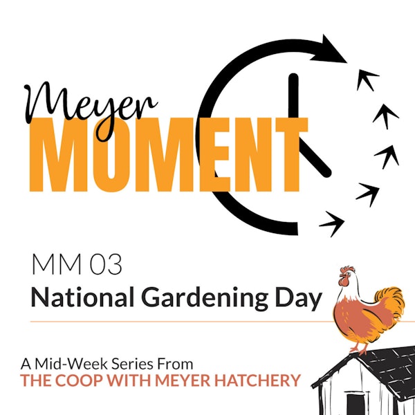 Meyer Moment: National Gardening Day (With Chickens)!