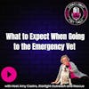 What to Expect When Going to the Emergency Vet