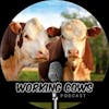 Working Cows