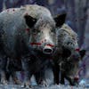 Ep.140 – Hog Wild - Hungry Creatures CRAVE HUMAN FLESH