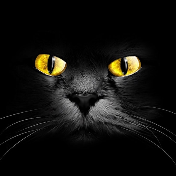 Ep.14 – The Black Cat - Madness and Murder