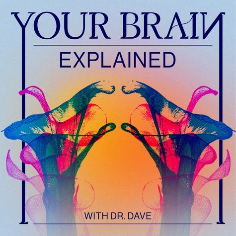 Your Brain Explained Your Brain Explained