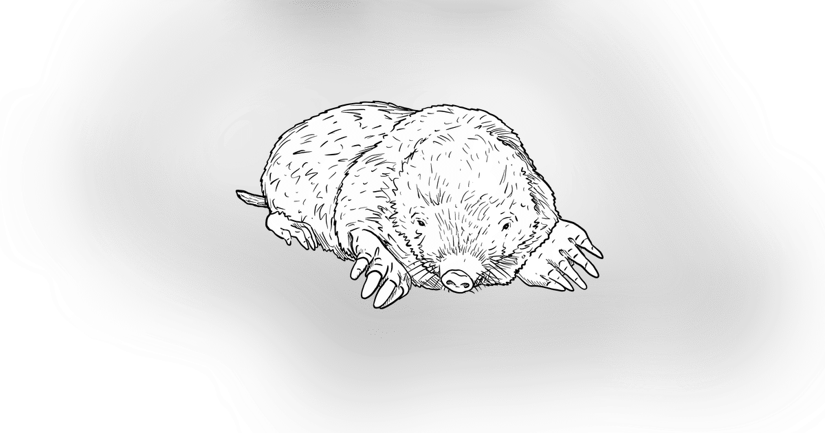 The Mole The Mole