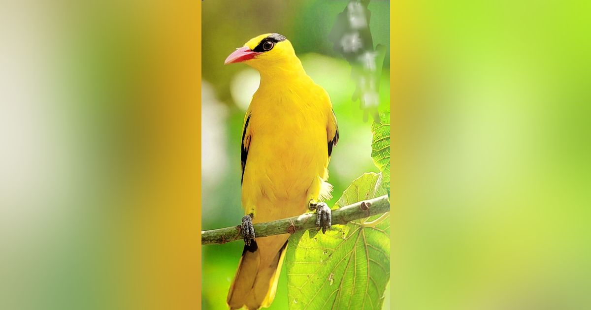 Bonus Episode: SAVE THE BIRDS! ~ The origin story of the Kaohsiung Wild Bird Society