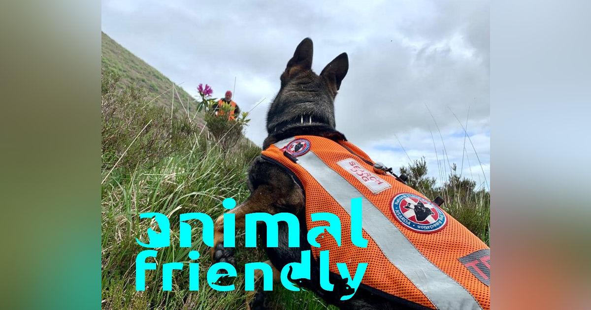 1. How to be a Dogsbody