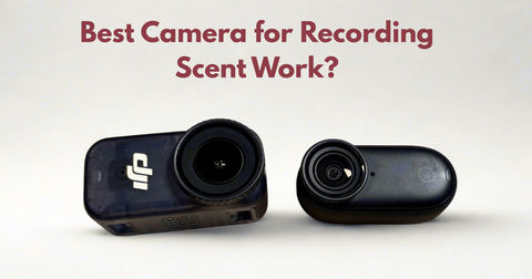 Best Video Camera for Recording Scent Work Best Video Camera for Recording Scent Work