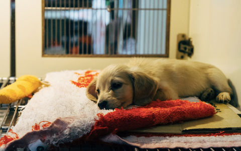 A Recent Guest Volunteered in a Veterinary Clinic While in High School. Here Is What It Did to His College Application (BTW, Today He is a Very Accomplished Doctor of Veterinary Medicine and University Professor!)