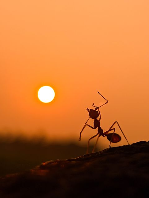 Be Like an Ant: A Lag BaOmer Message