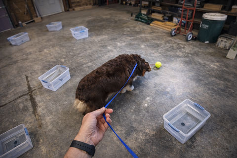 Why I'll Always Let My Dog Sniff Distractors Why I'll Always Let My Dog Sniff Distractors
