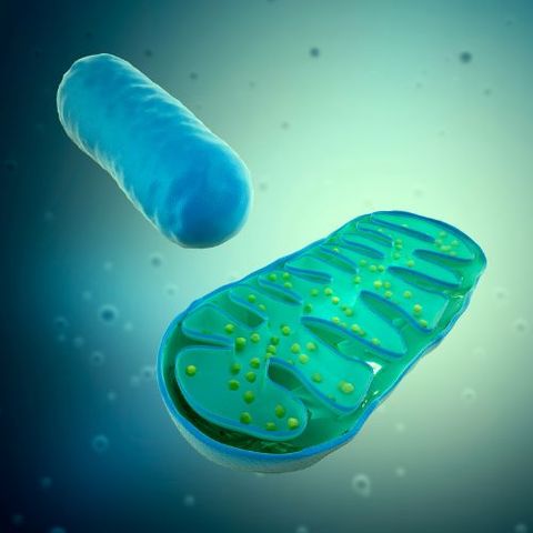 Mitochondria: Our Other 'Patient' Mitochondria: Our Other 'Patient'