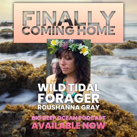 Finally Coming Home: Ocean Forager Roushanna Gray's Culinary Journey Through South African Tidepools