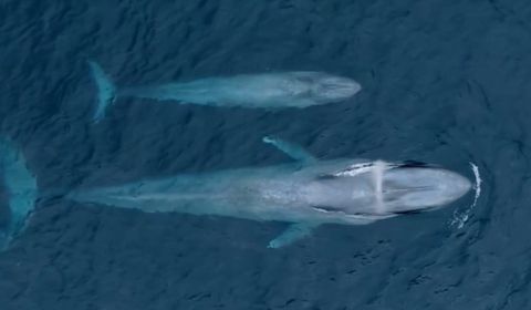 The Women and the Whales