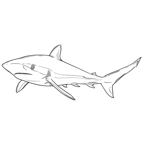 The Silky Shark