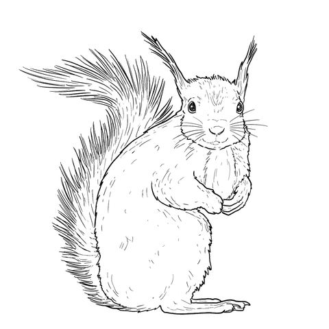 The Red Squirrel