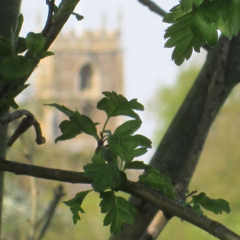 More Raven than Rook (The clock-winders)