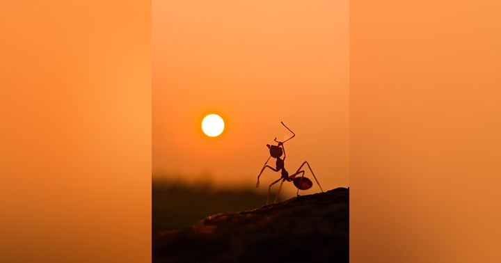 image for Be Like an Ant: A Lag BaOmer Message