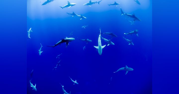 image for Celebrating Shark Research and Education with James Lea and Save Our Seas