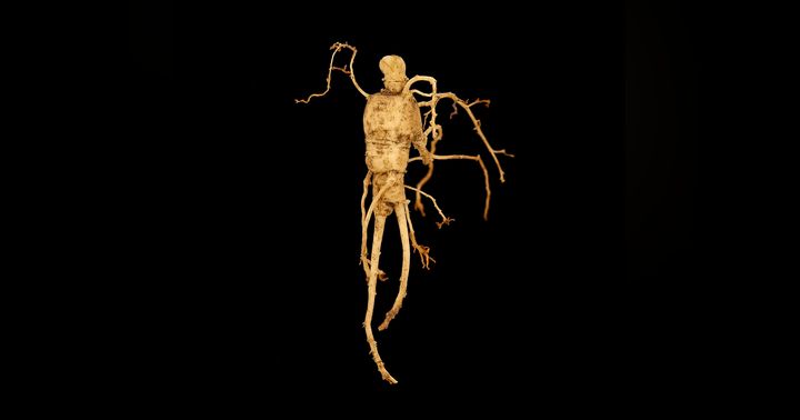 image for Adaptogens for Energy & Endurance
