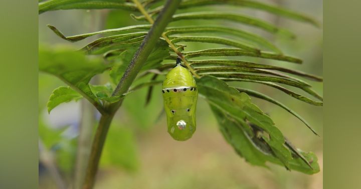 image for Breaking Through the Cocoon: Embracing Personal Transformation