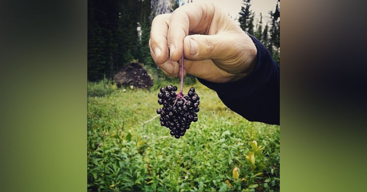 image for Elderberry Syrup