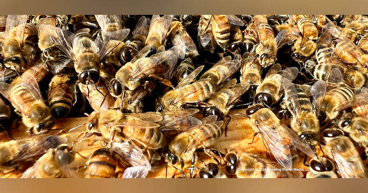 image for Using Technology to See Robbing